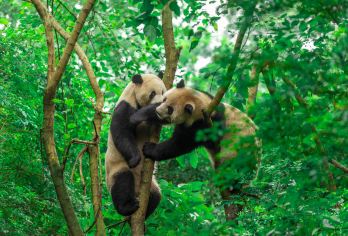 青城后山+熊猫谷一日游【尊享纯包车&1单1团&上门接送】【[省心游玩]老司机全程管家式服务，让你放心游玩没有后顾之忧】