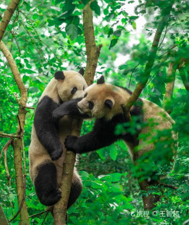2D1N • Chengdu Research Base of Giant Panda Breeding + Sanxingdui Museum + Dujiangyan + Mount Qingcheng