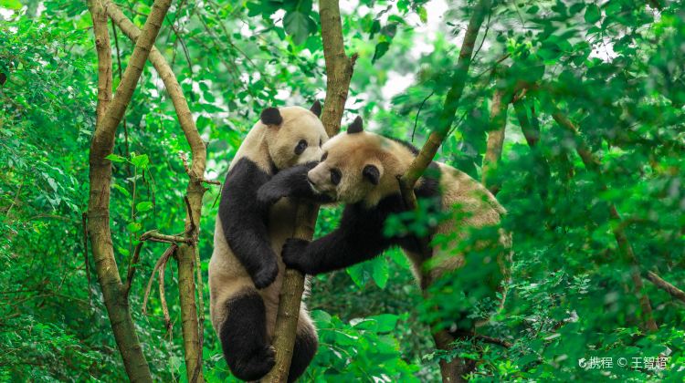 9D Small Group Tours: Jiuzhaigou, Huanglong, Chengdu Research Base of Giant Panda Breeding, Leshan, Mount Emei , Sanxingdui | High-speed Train Experience·  