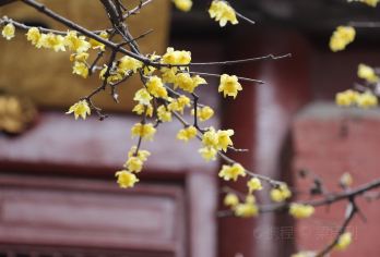 【【单人】白马寺+少林寺+保险一日游往返直通车拼团一日游】【少林寺以禅宗祖庭和少林功夫闻名于世，白马寺则是中国佛教的发源地，被誉为“释源祖庭”一次旅程，两座古刹】