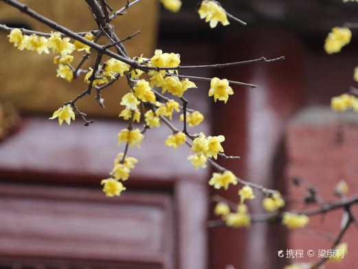 白马寺