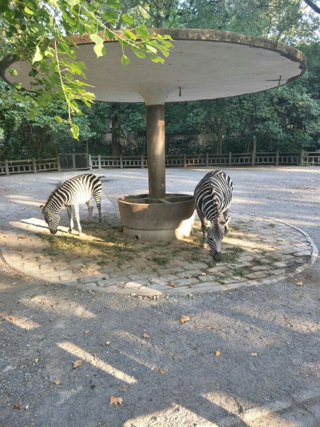 Shanghai Zoo