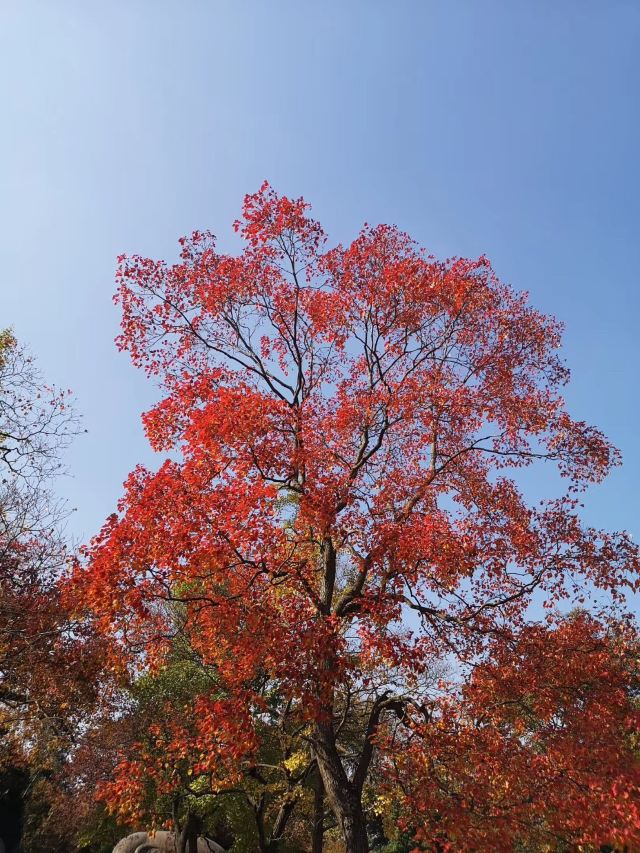 明孝陵