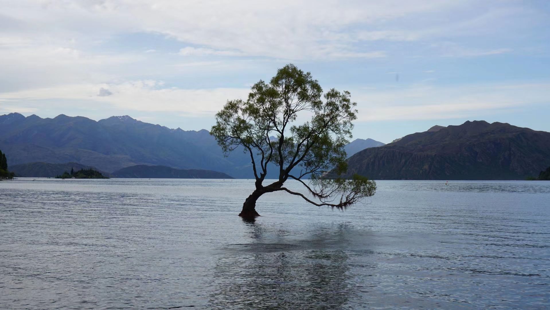 Lone Tree Of Lake Wanaka Travel Guidebook Must Visit Attractions