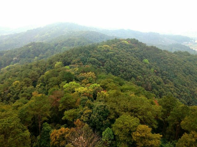 韶关国家森林公园旅行图片 2