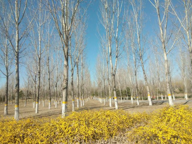奥北森林公园二期北区旅行图片 1