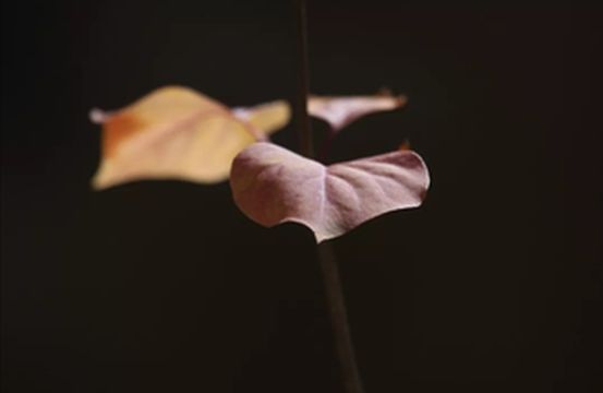 {大美青海}如果可以我想带着你......