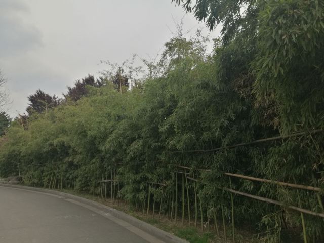 清凉山森林公园旅行图片 9