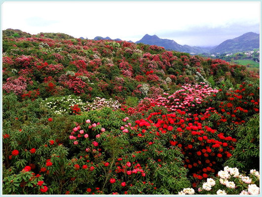 向春天出发——2019,3，自驾，踏春（八）毕节-百里杜鹃花海。