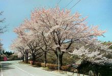 成田市樱之山景点图片