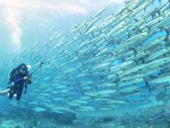 沙巴海岛风光潜水旅拍1日游