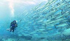 锡帕丹岛-斗湖-doris圈圈