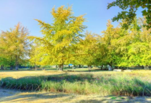 银杏林景点图片