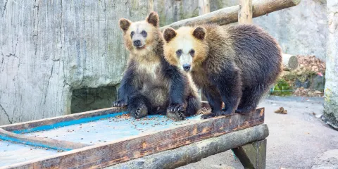 昭和新山熊牧場