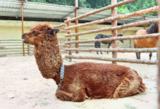 贾家庄民俗动物园景点图片