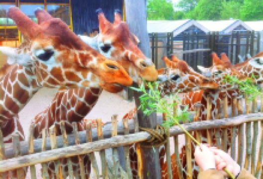 欧登塞动物园景点图片