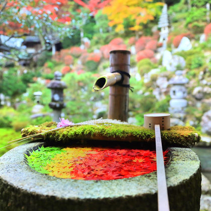 京都楊谷寺+清水寺一日游