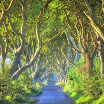 英国都柏林贝法往返｜巨人之路&黑暗树篱&邓路斯城堡｜北爱奇景