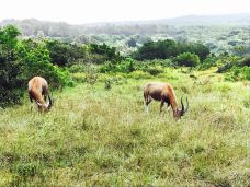 Seaview Lion Park-伊丽莎白港