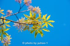 剑英公园-梅州-摄影师yuhao-1