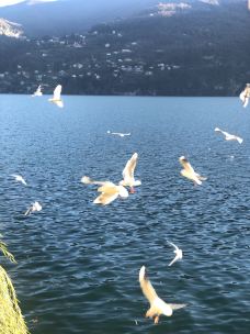 科莫湖-梅纳焦-YoYo_9H9E4N4S