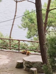 东江湖凤凰岛景区-资兴-豆丁爸看世界