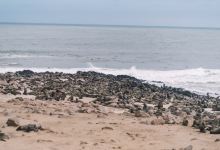 Cape Cross Seal Reserve景点图片