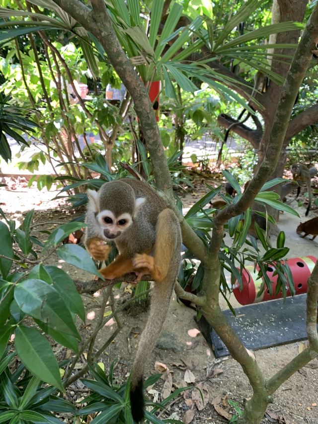 Singapore Zoo