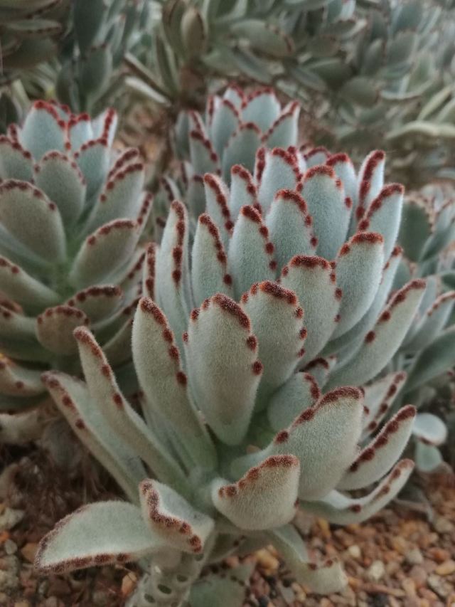 新加坡濱海灣花園