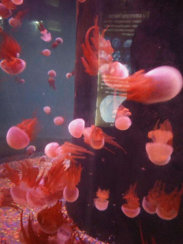 Xiaomeisha Sea World
