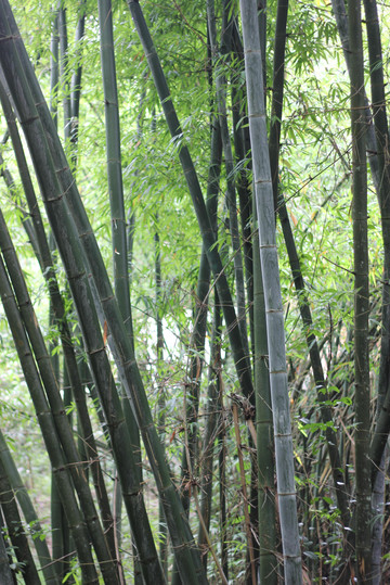 徒步参观了西双版纳独树成林景区,看到好多流着白色乳汁的橡胶树,下午