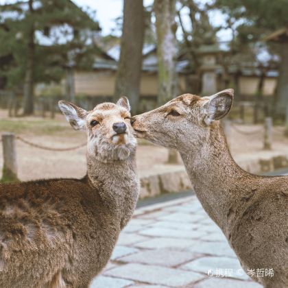 日本大阪+京都+富士山+东京10日9晚拼小团