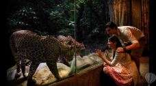 夜间野生动物园-新加坡-傻桃子呦西