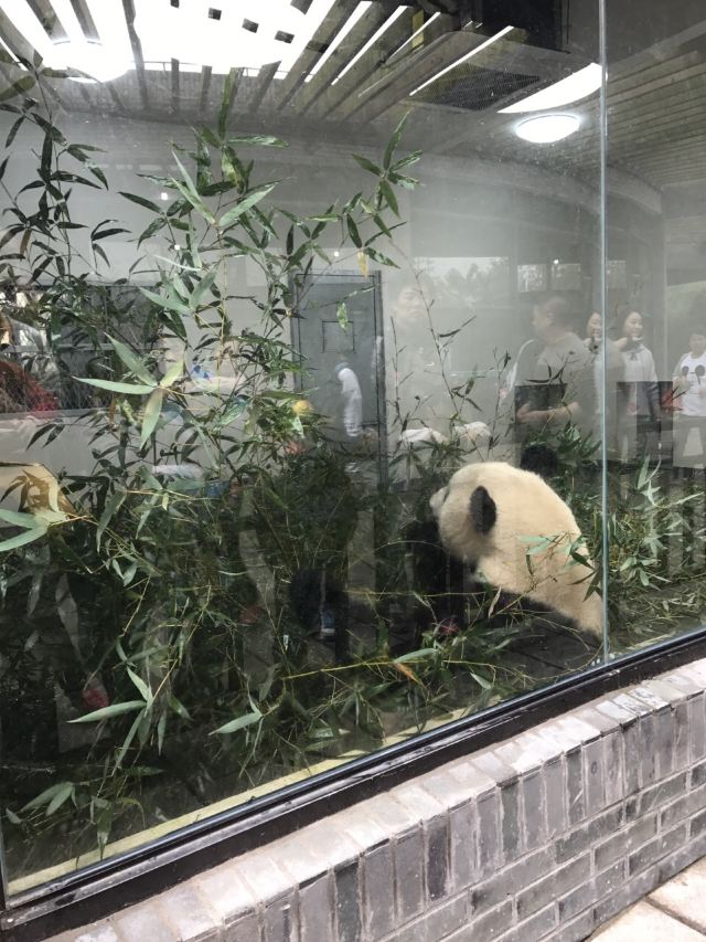 상하이 야생 동물원