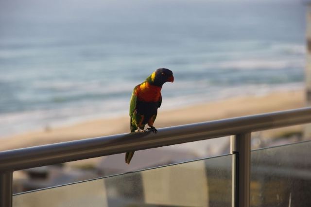 Surfers Paradise