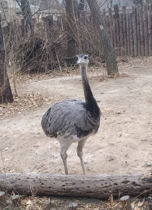 Beijing Zoo