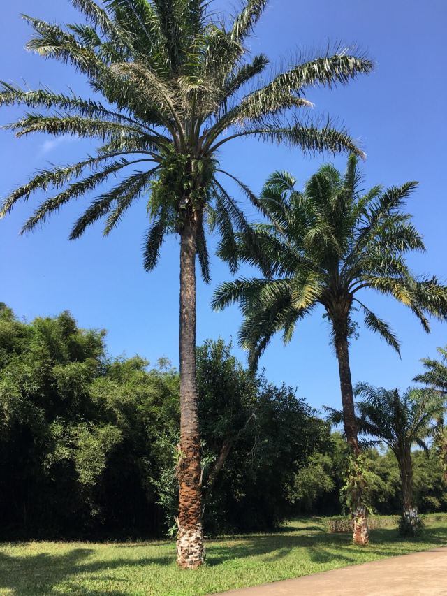 Jinniuling Park
