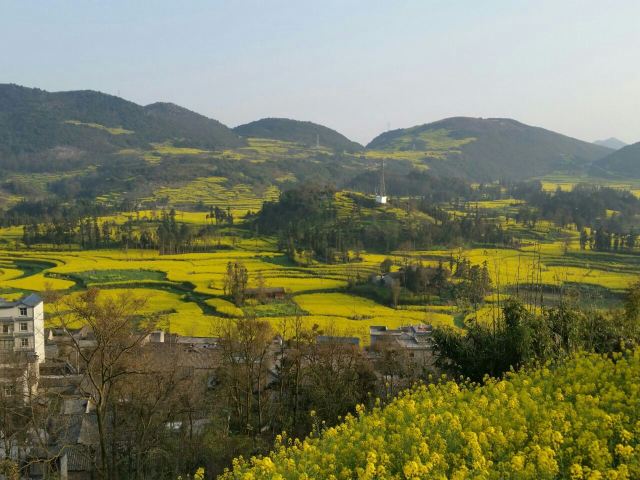 Luoping Canola Flower Ocean