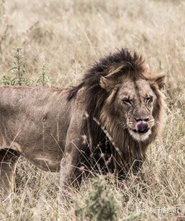 9D8N • Kenya: Lake Nakuru, Maasai Mara, Lake Naivasha & Amboseli - 9D8N Private Safari