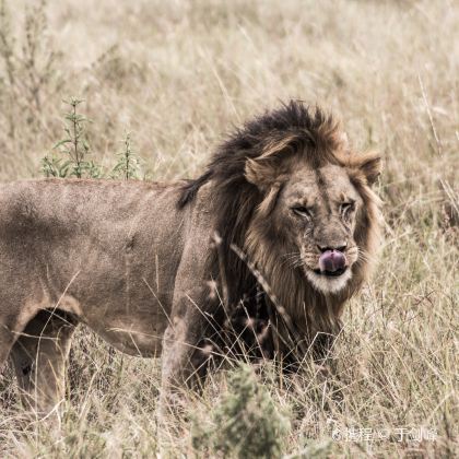 肯尼亚四大国家公园+两大湖泊10日跟团游