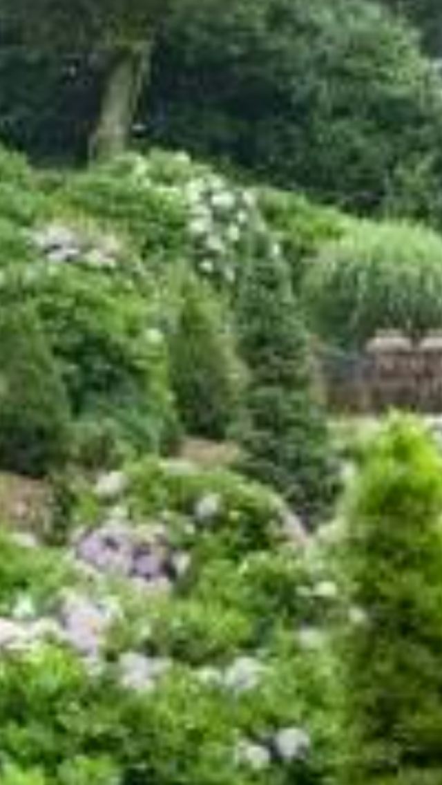 Camellia Hill
