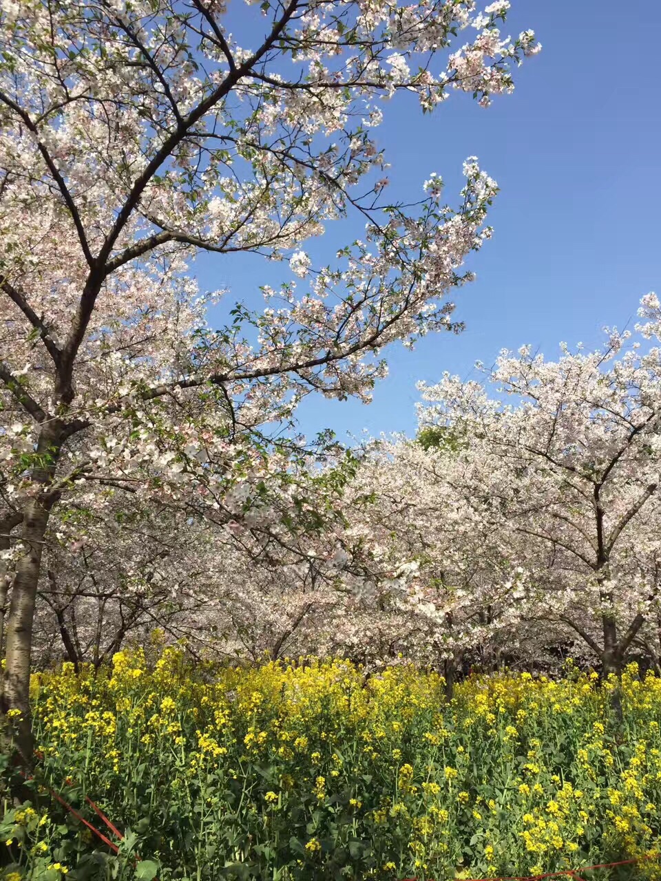 东海樱花🌸不必武大差