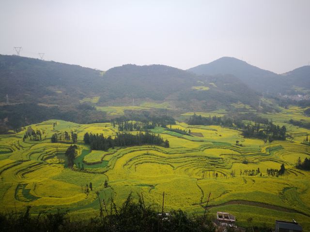 Luoping Canola Flower Ocean