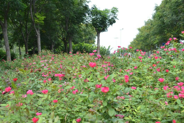 濮阳新蕾公园美景