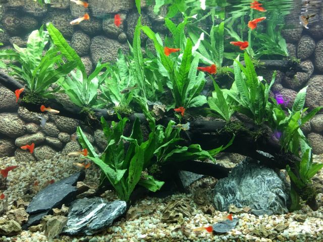 Grandview Aquarium