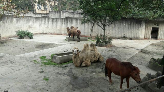 成都動物園