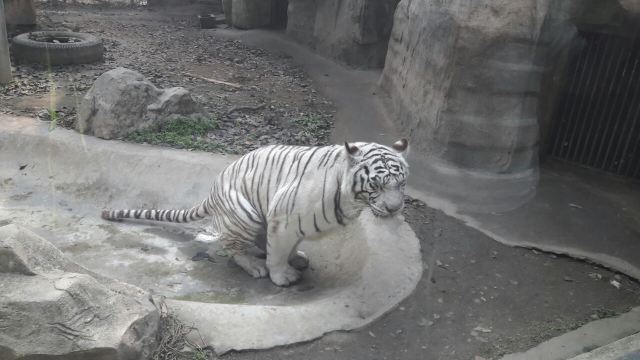 成都動物園