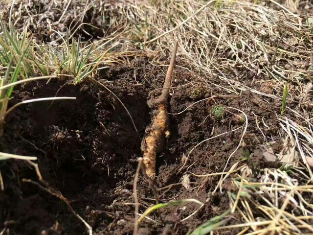 阿坝州农牧民采挖虫草的季节