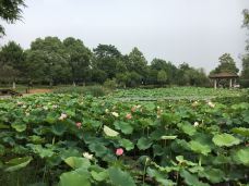 月湖公园-长沙-传说的某某