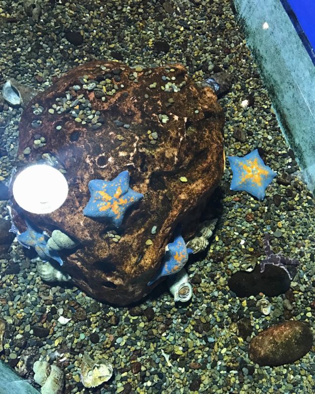 Noboribetsu Marine Park Nixe